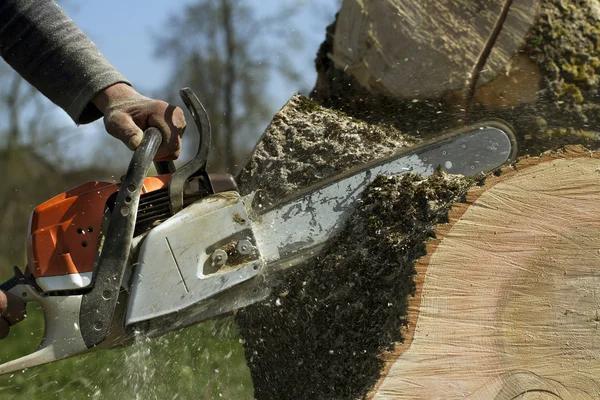 Professional Tree Service Macomb County MI You Can Trust
