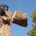 Cedar Park Tree Service Solutions for Overgrown and Dangerous Trees