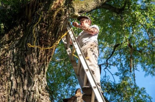 Affordable Tree Service South Lake Tahoe Codys Tree Service