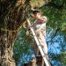 Affordable Tree Service South Lake Tahoe Codys Tree Service
