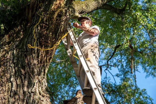 Affordable Tree Service South Lake Tahoe Codys Tree Service