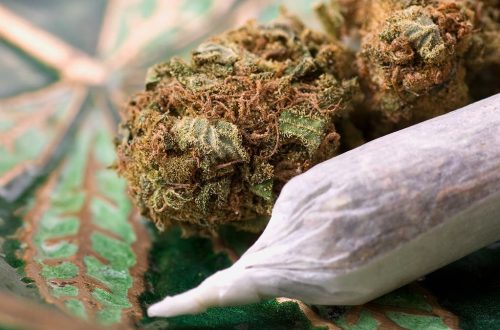 Explore Valuable Cannabis Insights on Wiet Forum From Experienced Members