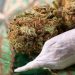 Explore Valuable Cannabis Insights on Wiet Forum From Experienced Members