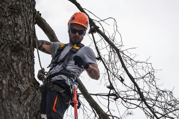 Dependable Tree Service in Auburn for Every Season